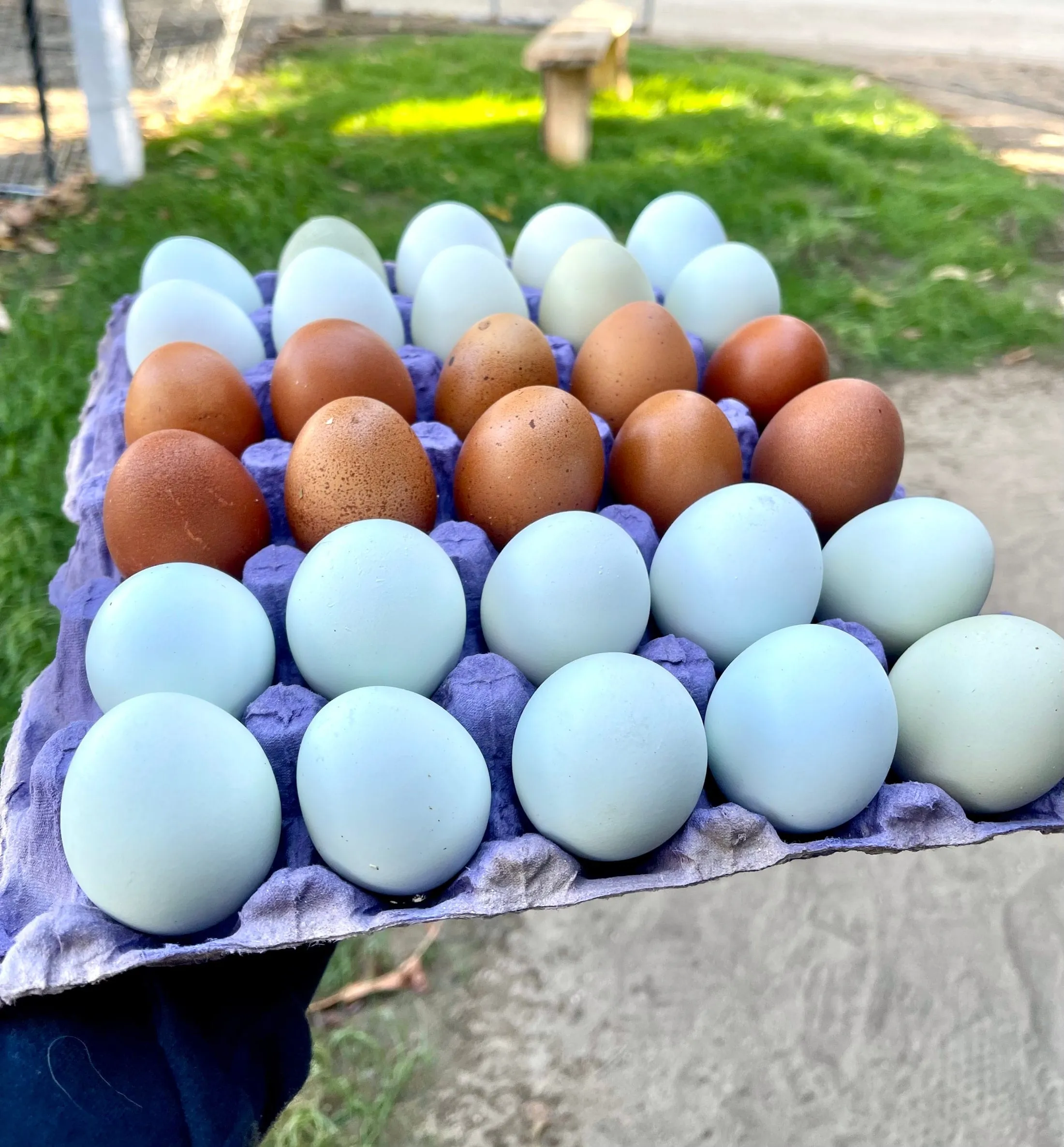 A full tray of eggs from the farm — pale blue, deep brown and cream, no two the same