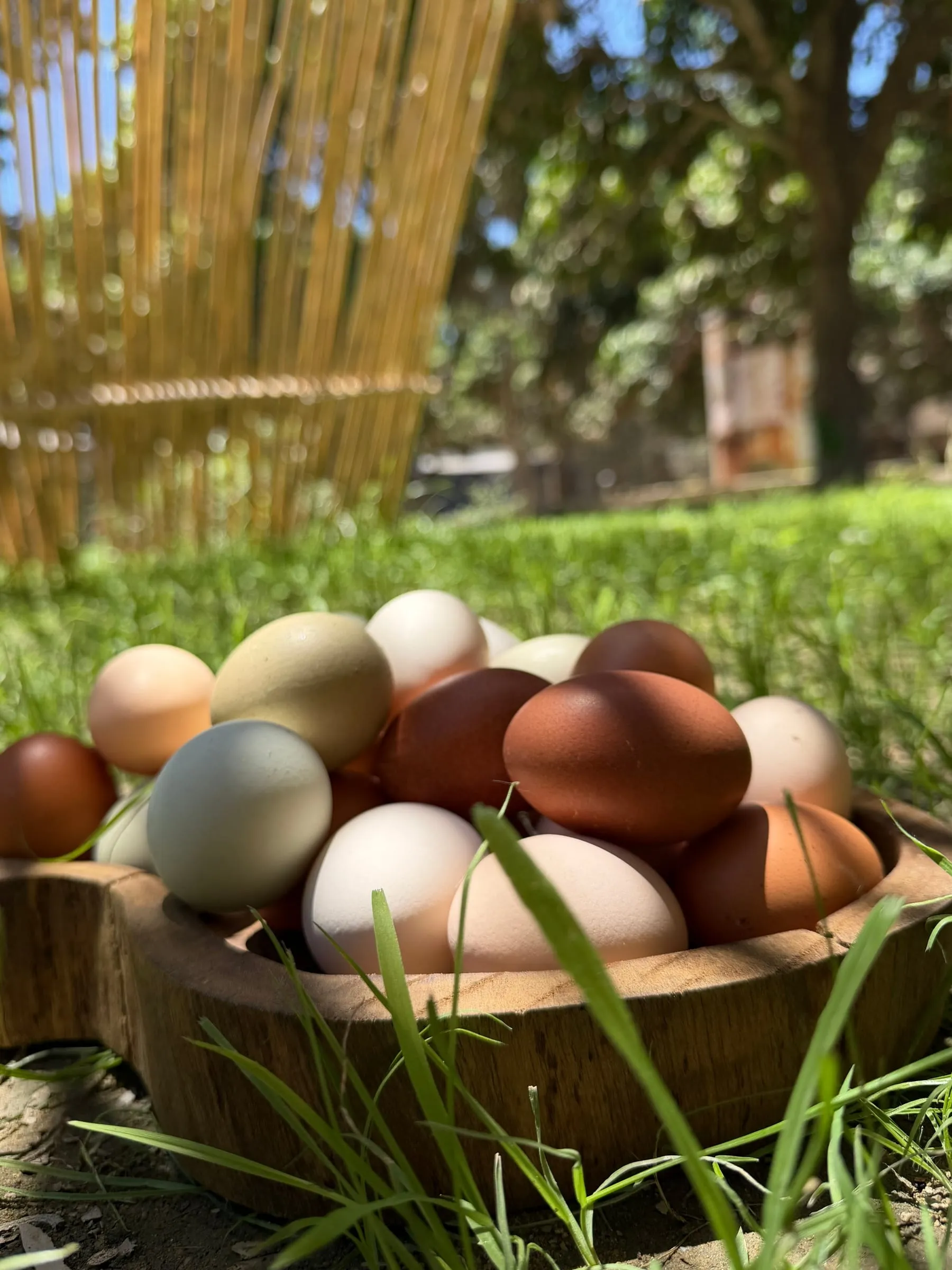 A wooden bowl of mixed-colour eggs set down in the grass, the orchard fence behind