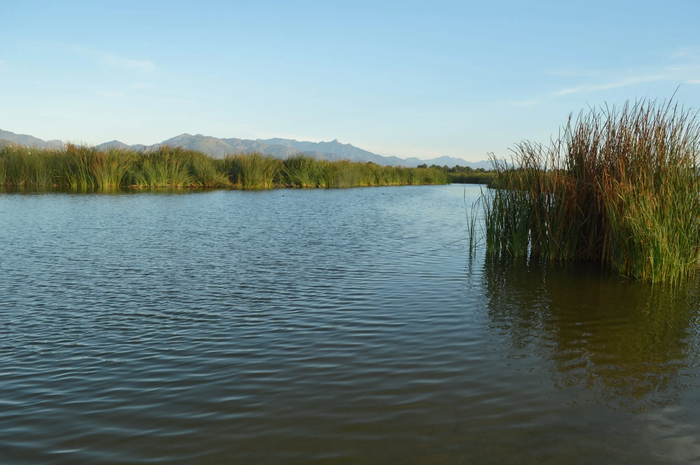 Reeds and still water at the San José del Cabo estuary, with the sierra behind